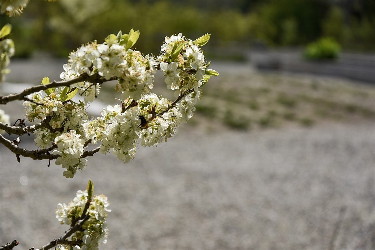 Detalj. Galleribilde