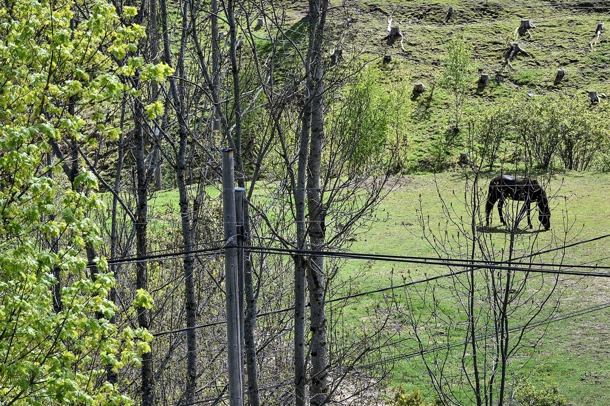 Detalj. Galleribilde