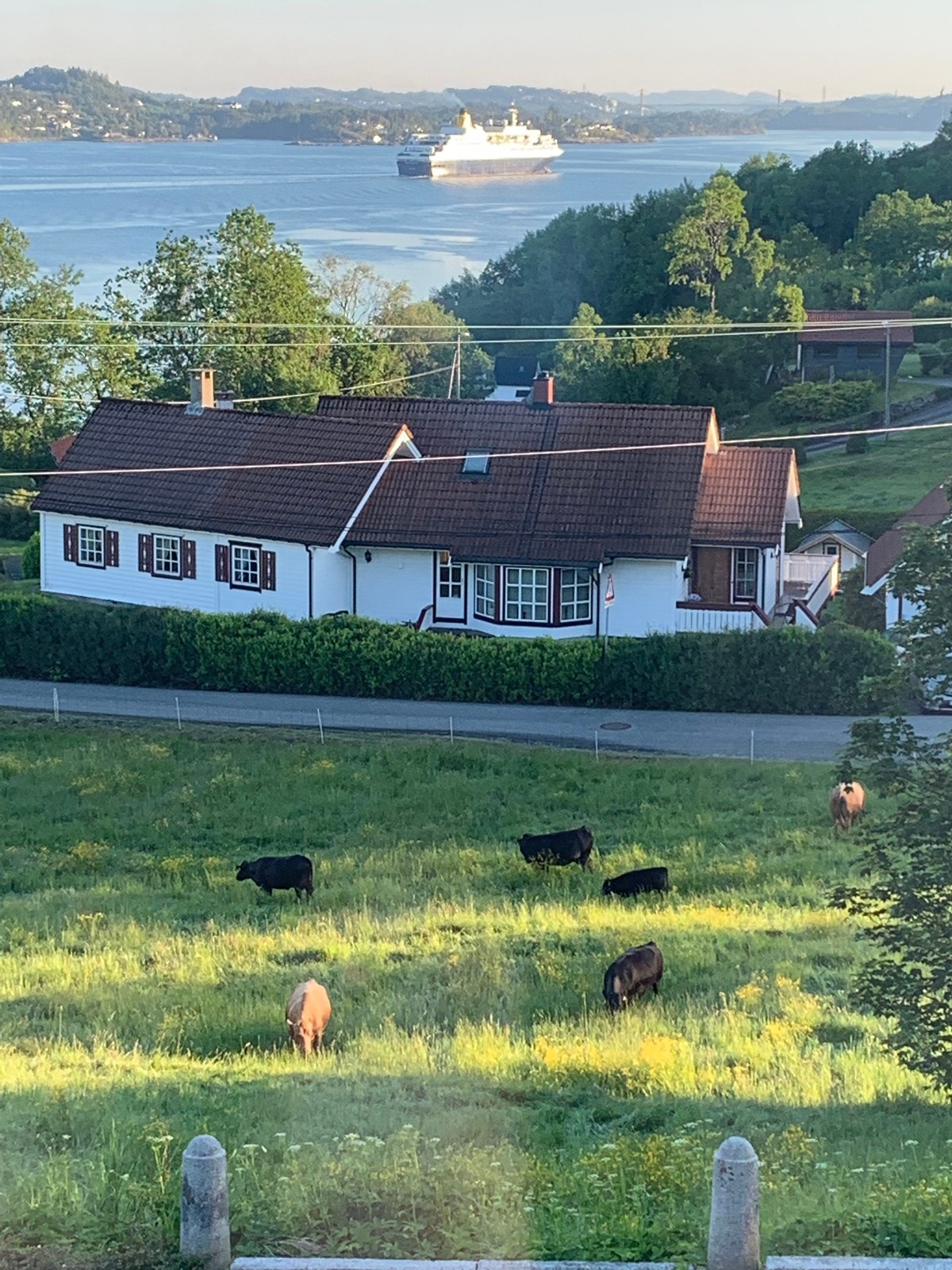 Beiteområde for kyr og sauer om sommeren. Galleribilde