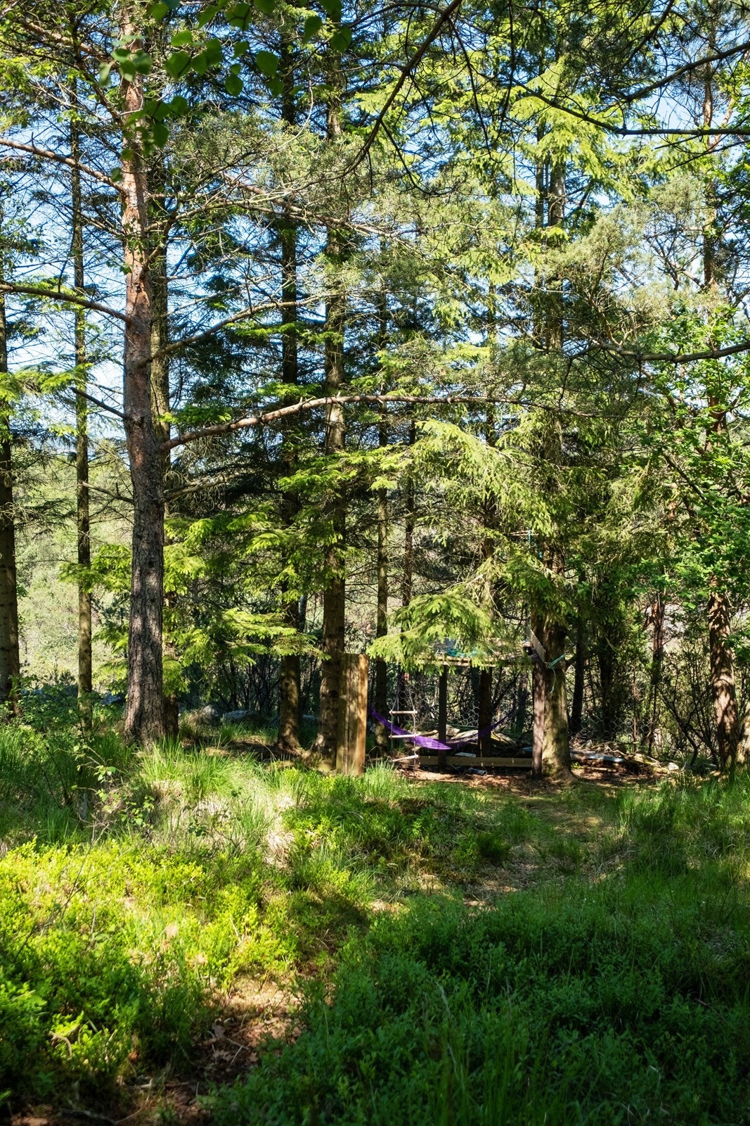 Klatretre som er perfekt for familiens minste Galleribilde