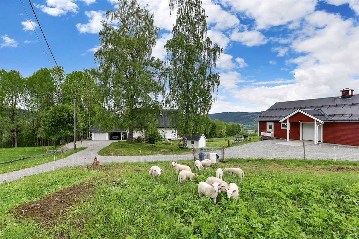 Idyllisk tomt. Galleribilde