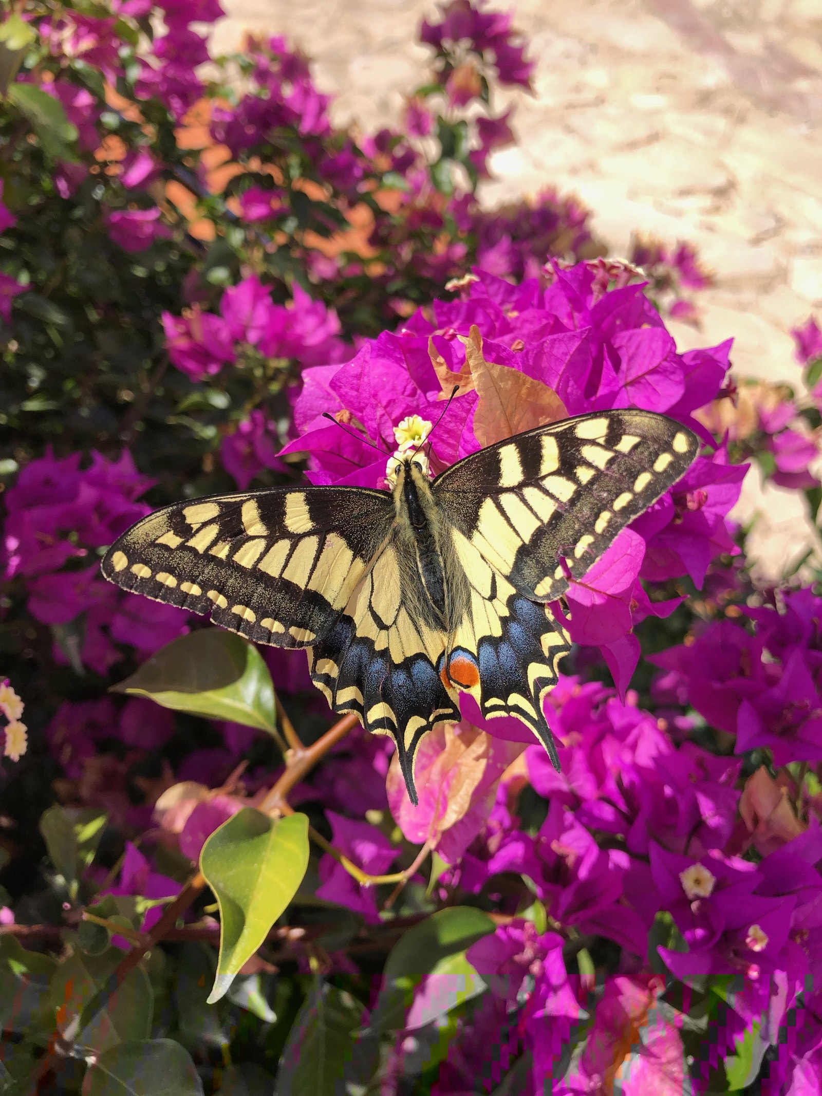 Yrende liv på eiendommen gjennom hele året. Galleribilde