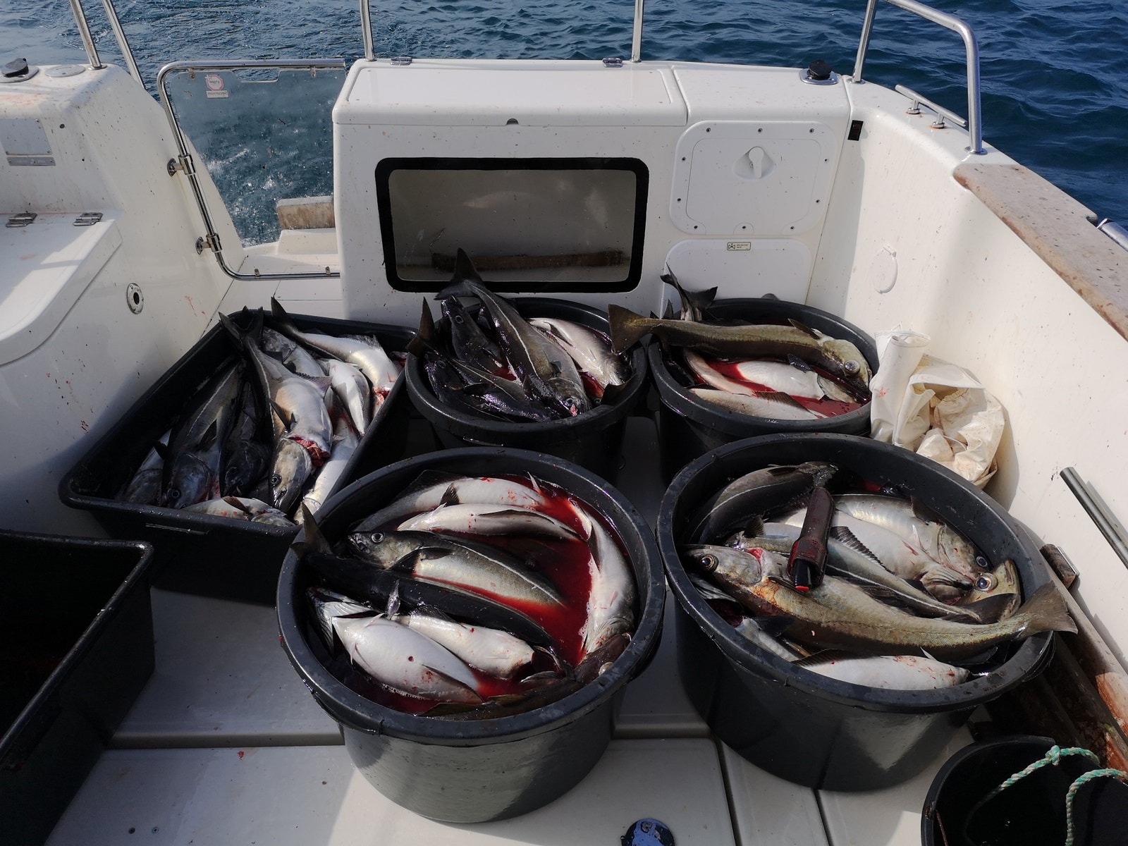 Seifiske Galleribilde