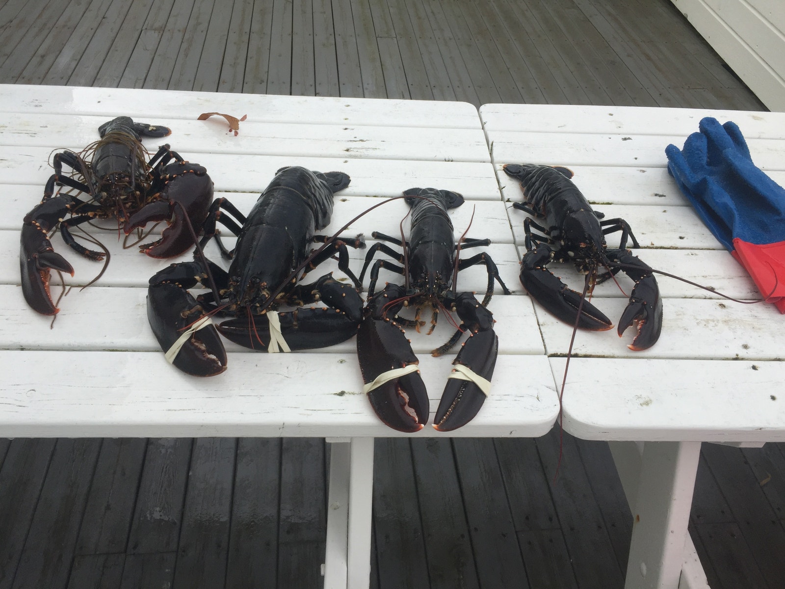 Havets delikatesser fra Finnøya Galleribilde