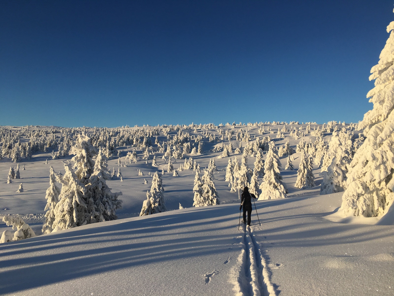 200 meter bak hytta, fjellski kan leies rimelig av oss. Galleribilde