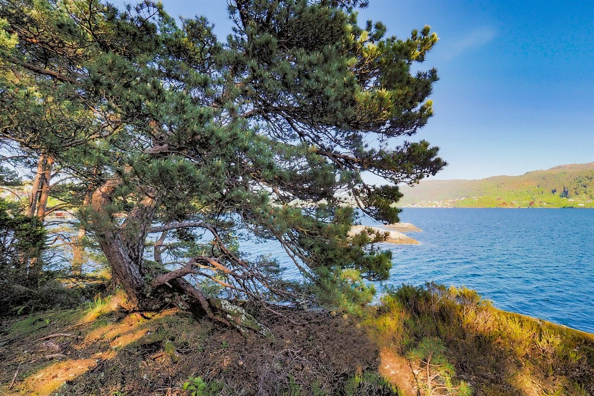 Proaktiv Eiendomsmegling Galleribilde