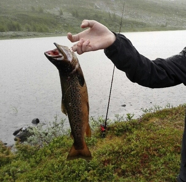 Uendelige muligheter for fiske; det er 90 forskjellige vann/elver for sportsfiske med fiskekort i kommunen.. Galleribilde