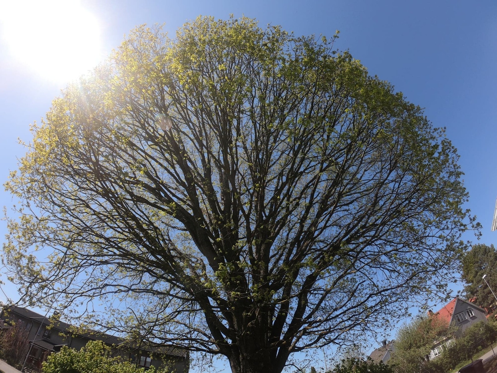 Uteområdet Galleribilde