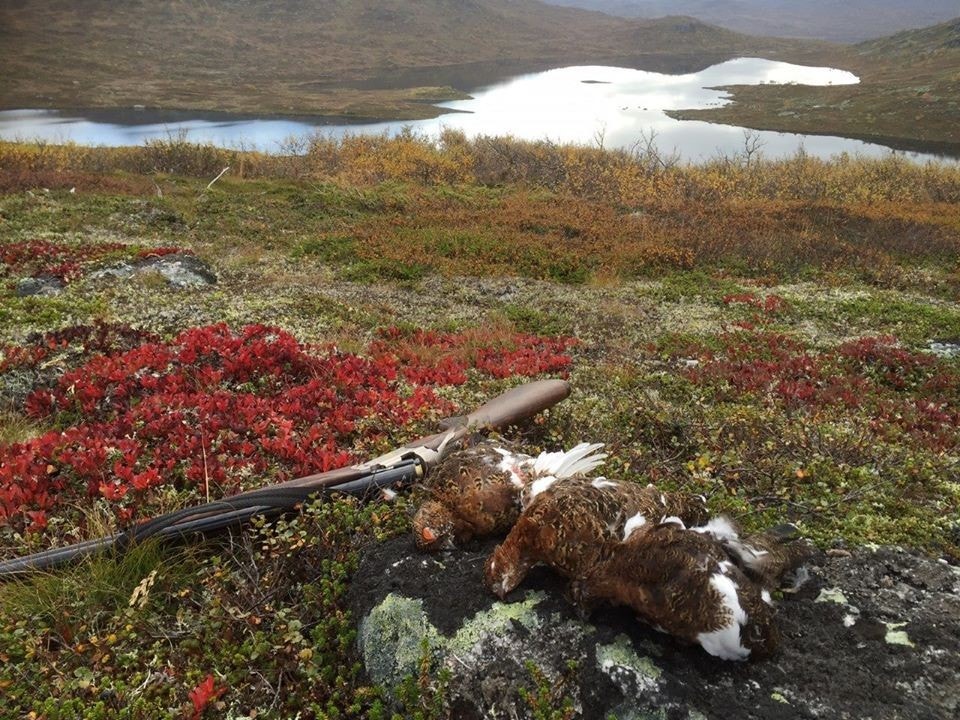Rypejakt i Vamark villmark Galleribilde