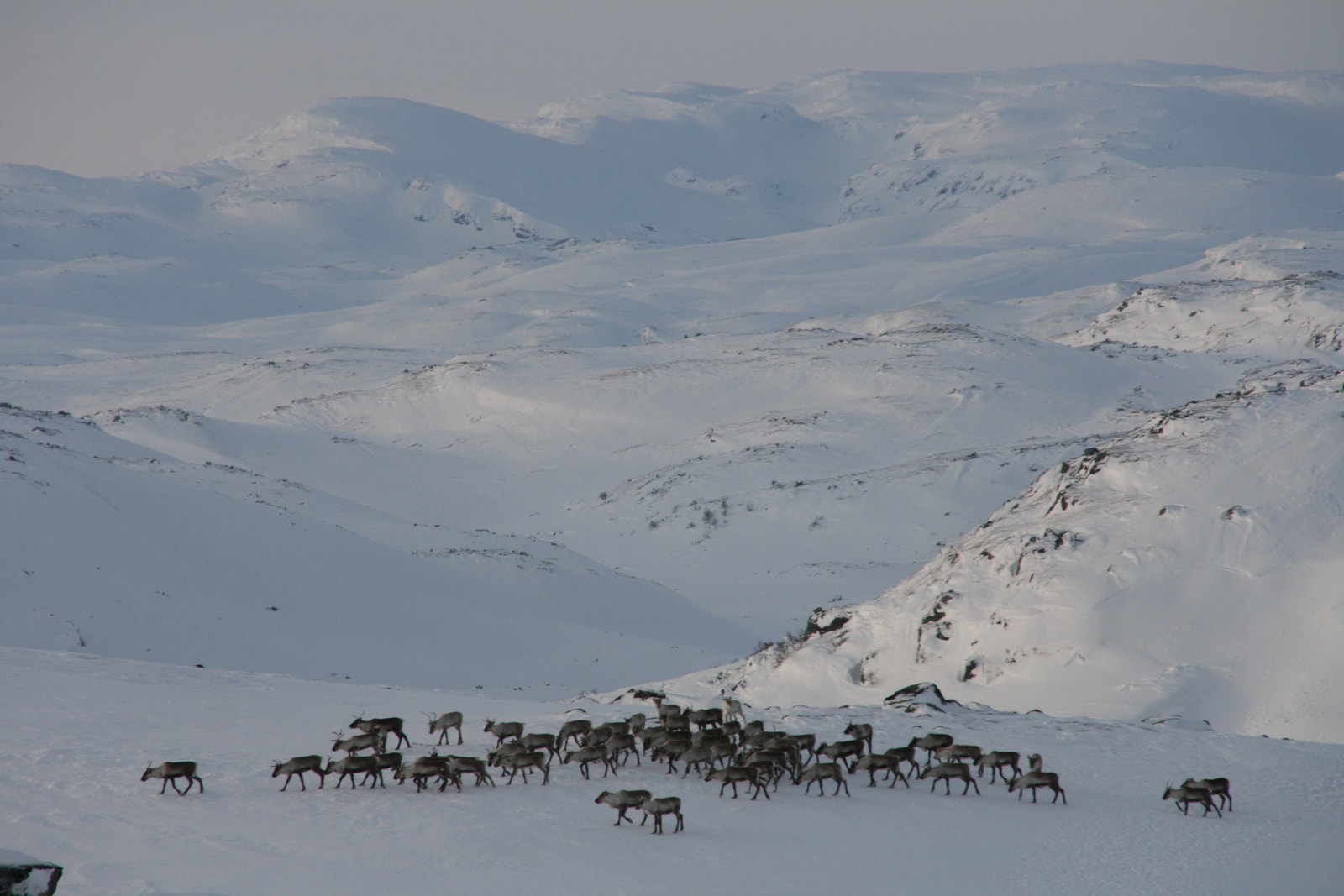 Reinsdyr i Vamark villmark Galleribilde
