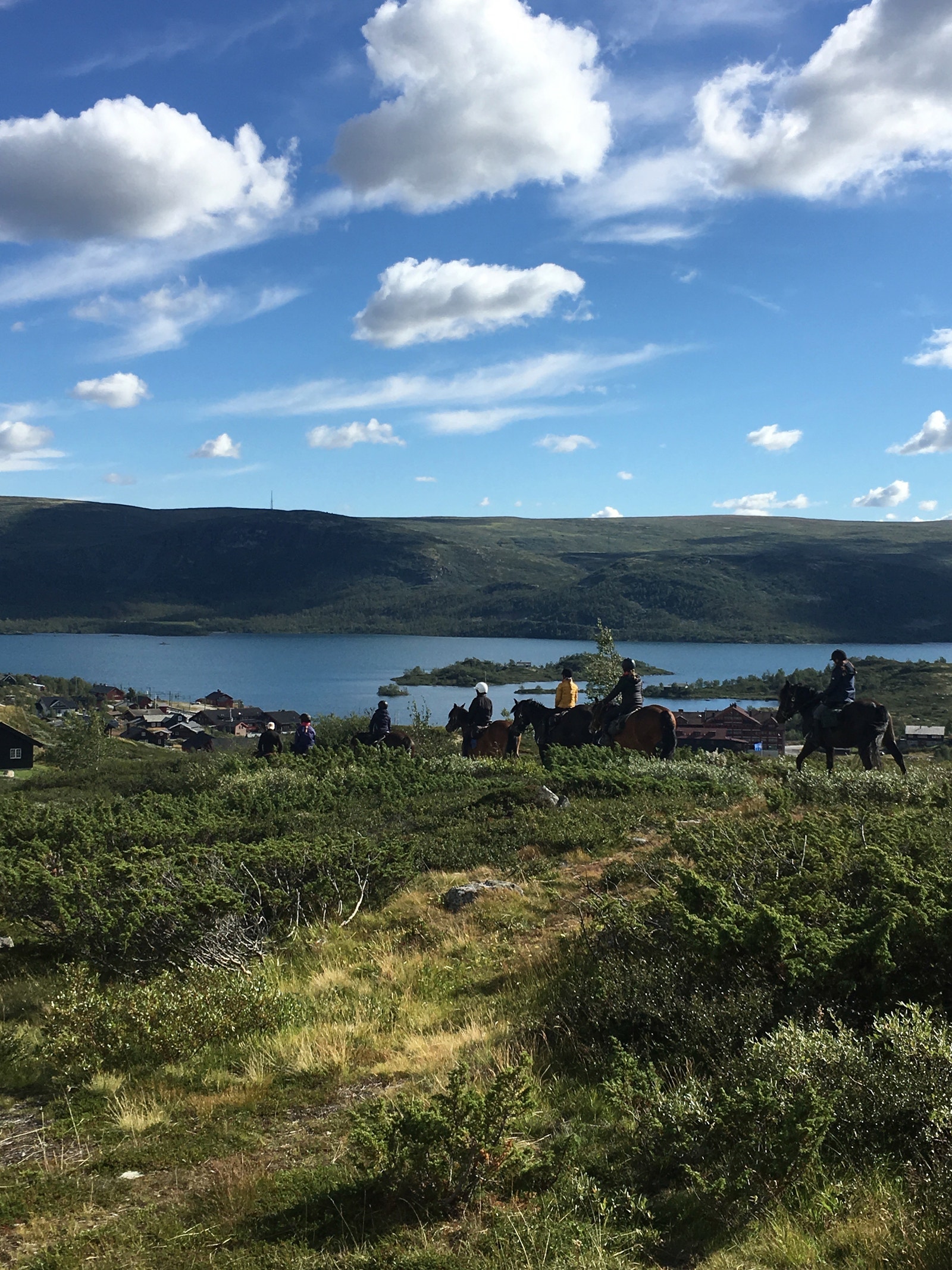 Hester på tur Galleribilde
