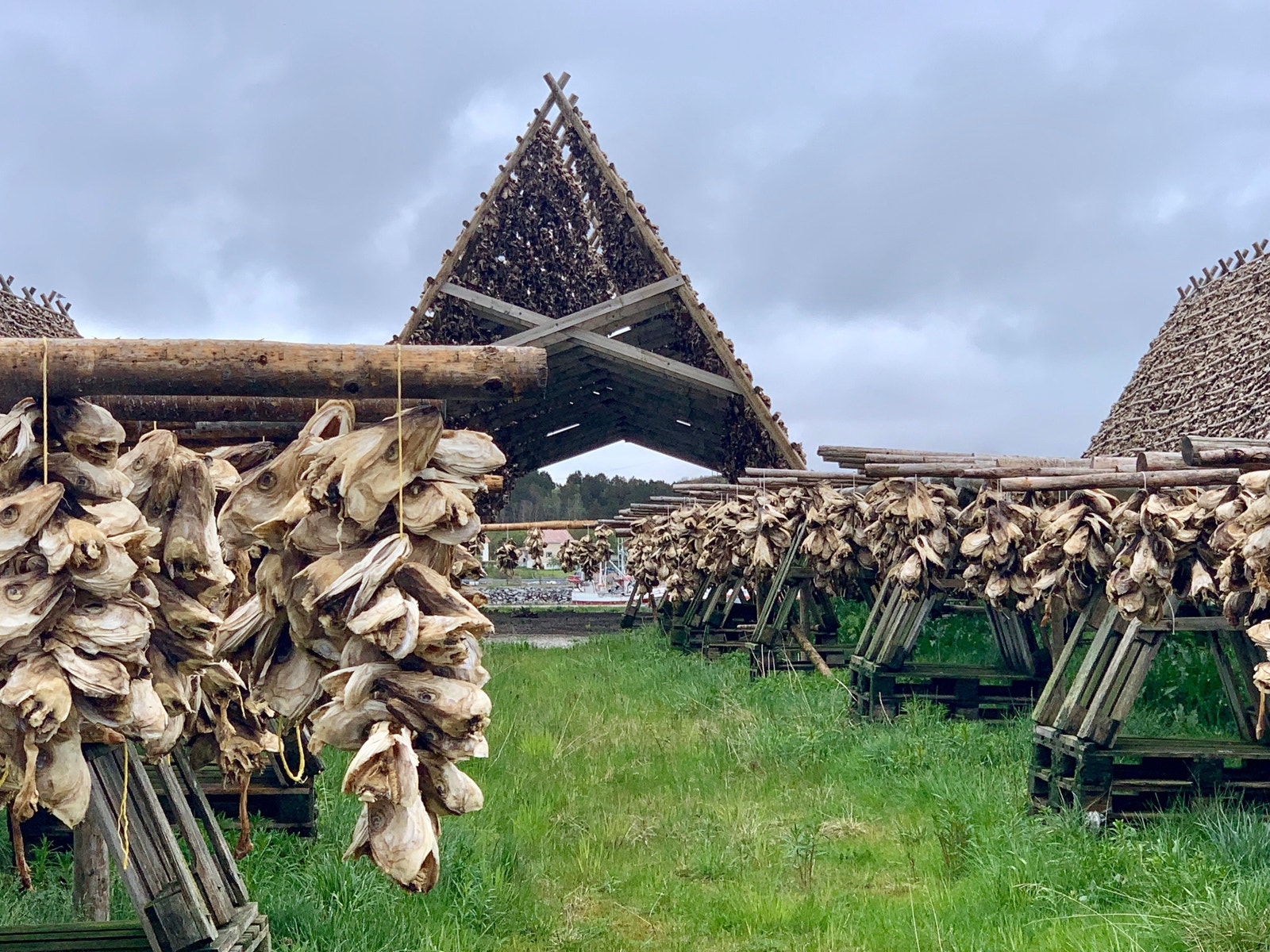 Feskhau - rent protein Galleribilde