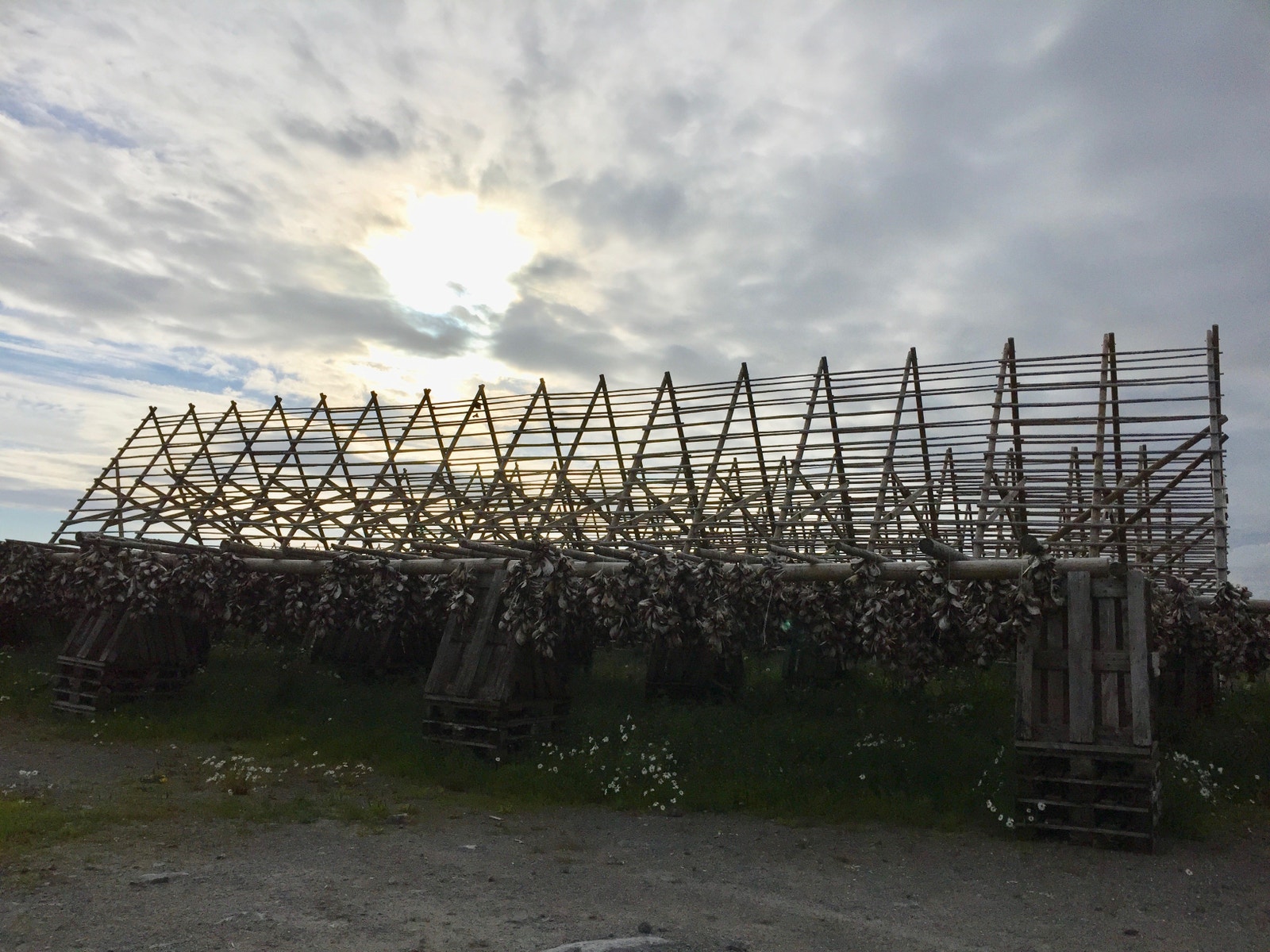 Fiskehjell Galleribilde