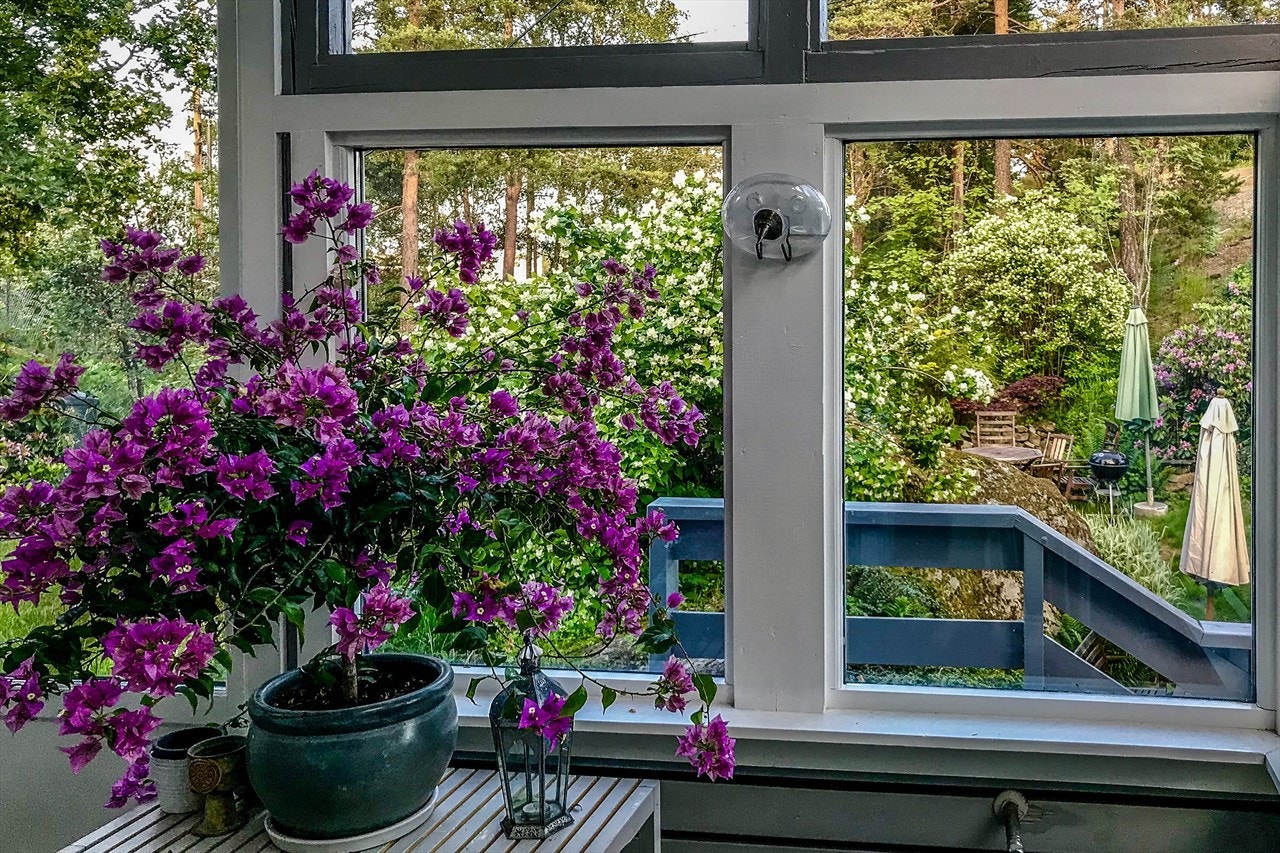 Utsikt fra vinterhage. Galleribilde