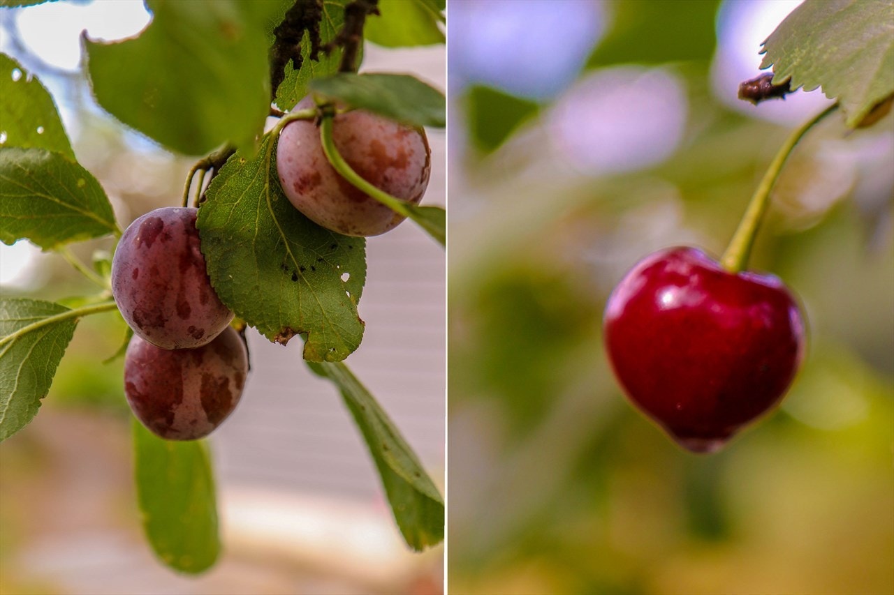 Frukt og bær fra hagen. Galleribilde