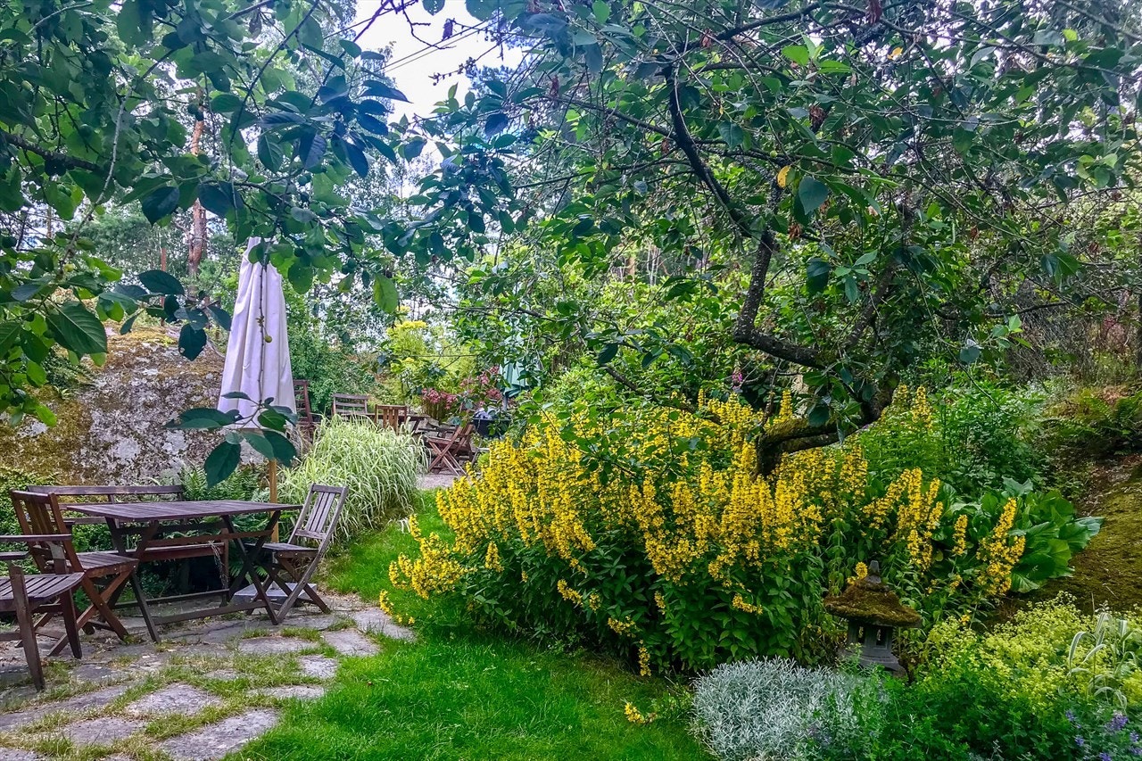 Sommerbilde fra hagen. Galleribilde