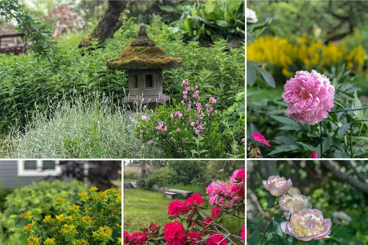 Sommerbilder fra hagen. Galleribilde