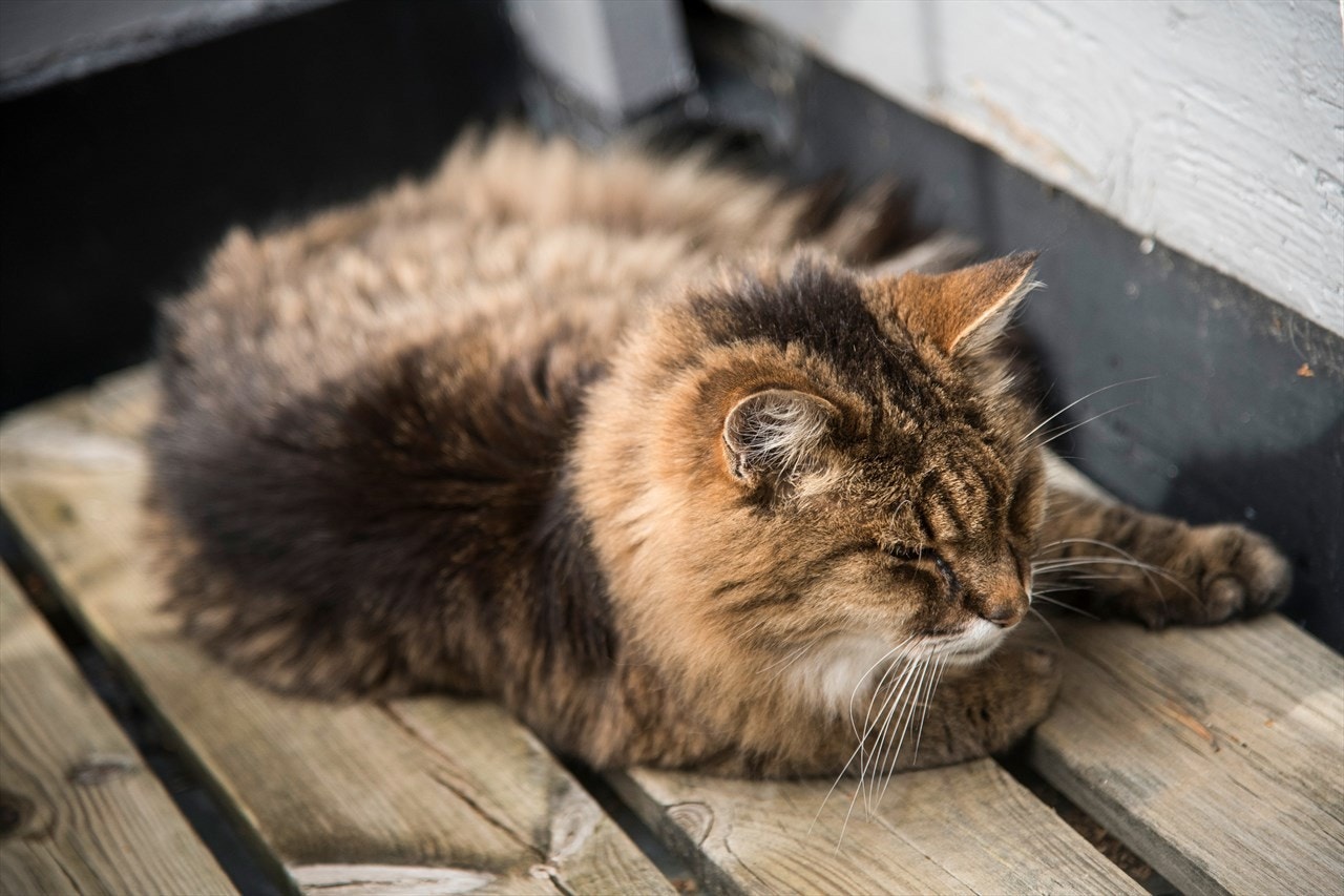 Også dyrene vil trives godt på den sjermende og usjenerte tomten i Skogveien. Galleribilde