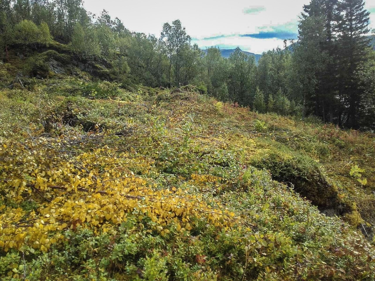 Fin beliggenhet. Galleribilde