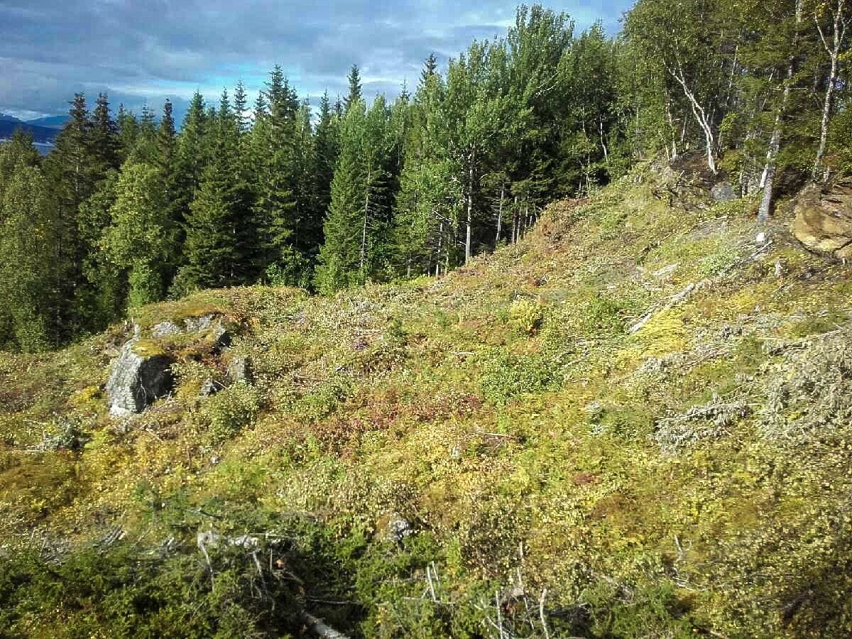 Stor bolig tomt med utviklings muligheter. Galleribilde