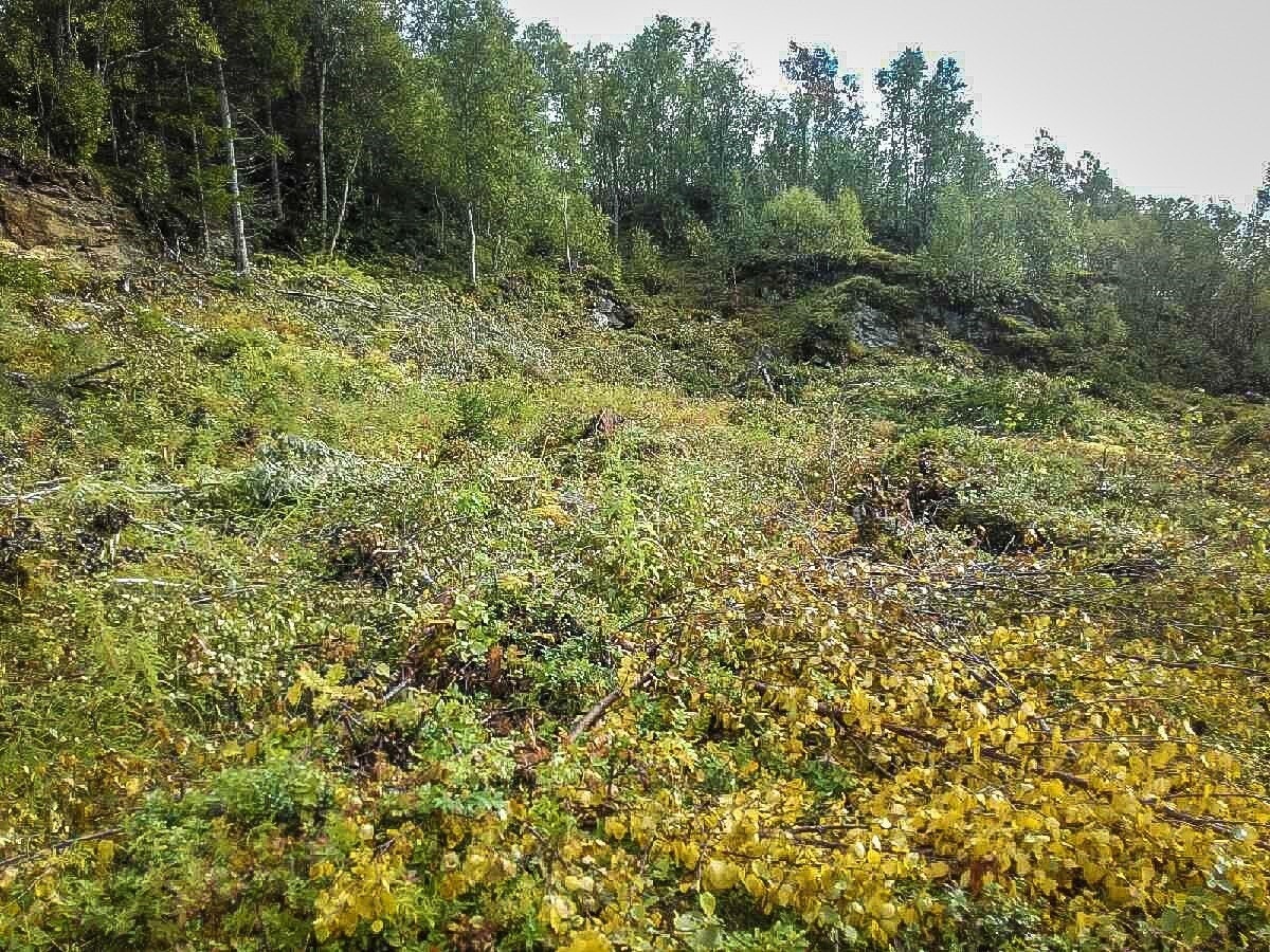Godt ryddet område. Galleribilde