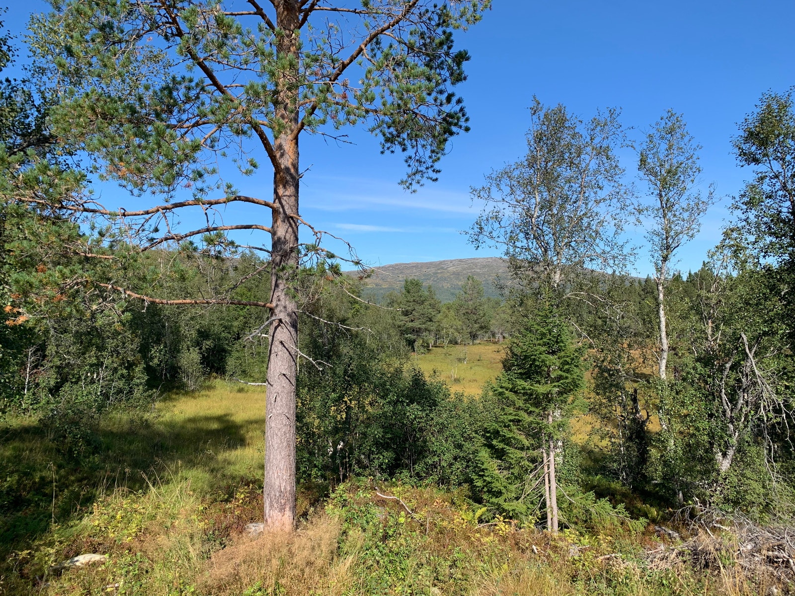 Fjell mot nord Galleribilde