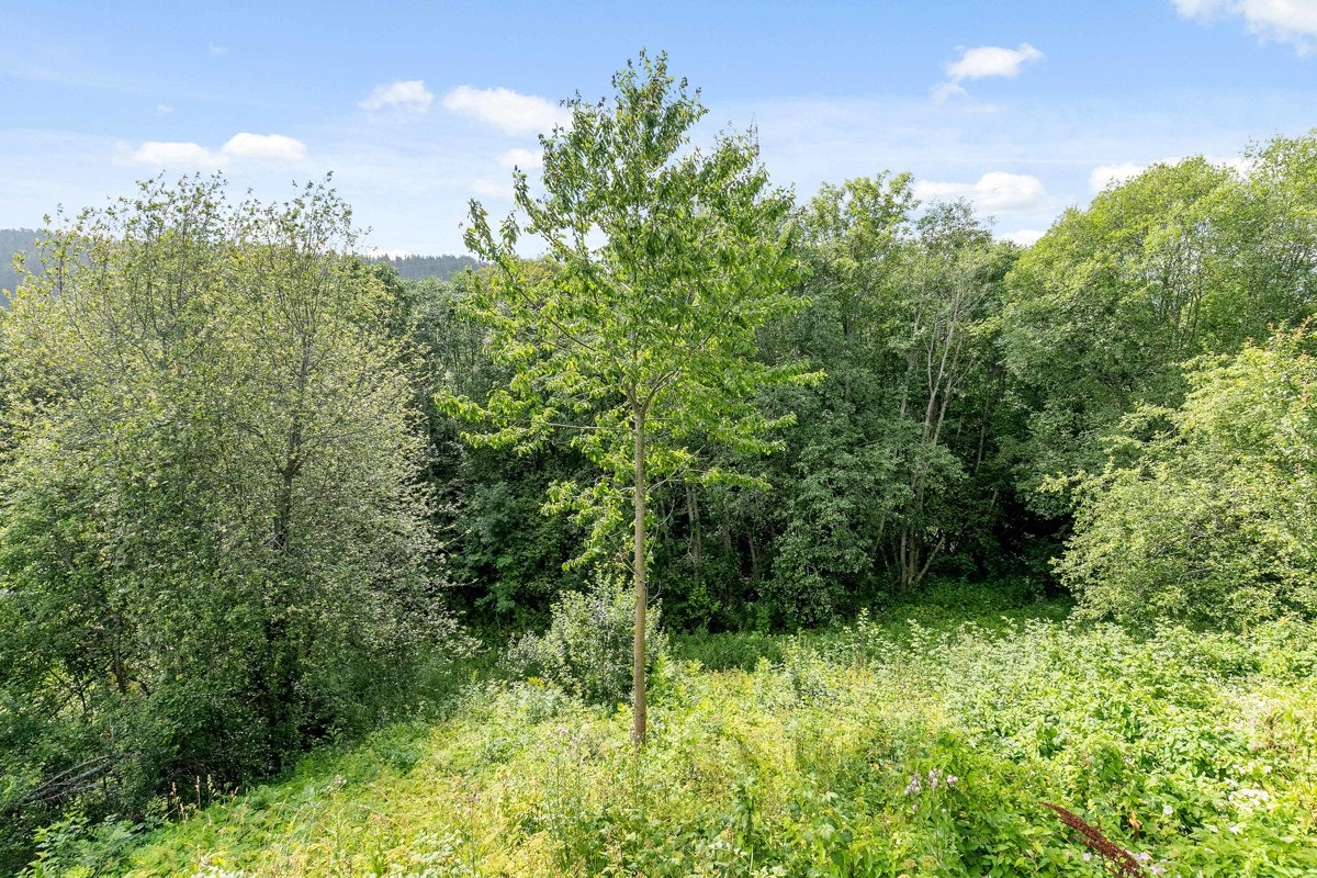 Skogen er en del av eiendommen. Galleribilde