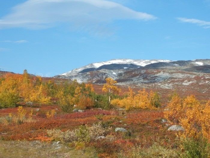 Flott turterreng Galleribilde