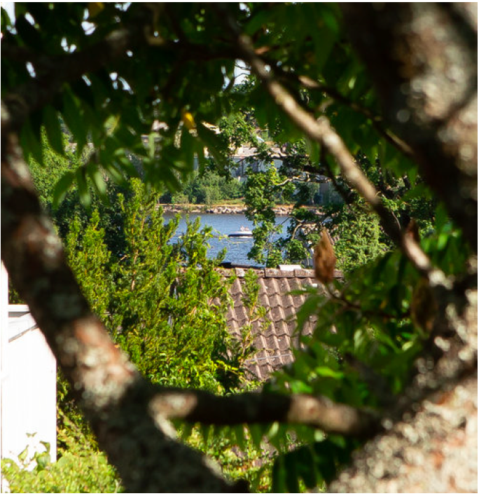 Ørlite sjøgløtt Galleribilde