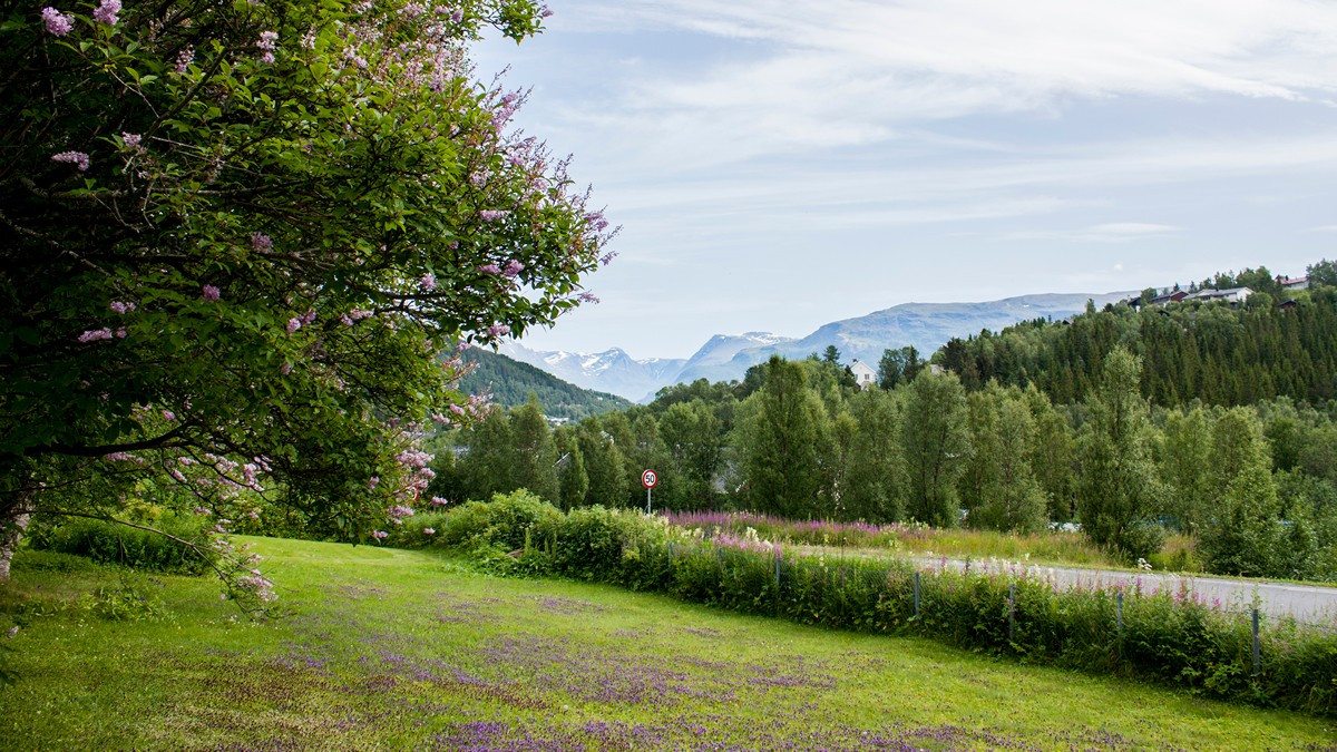 Utsikt fra hagen