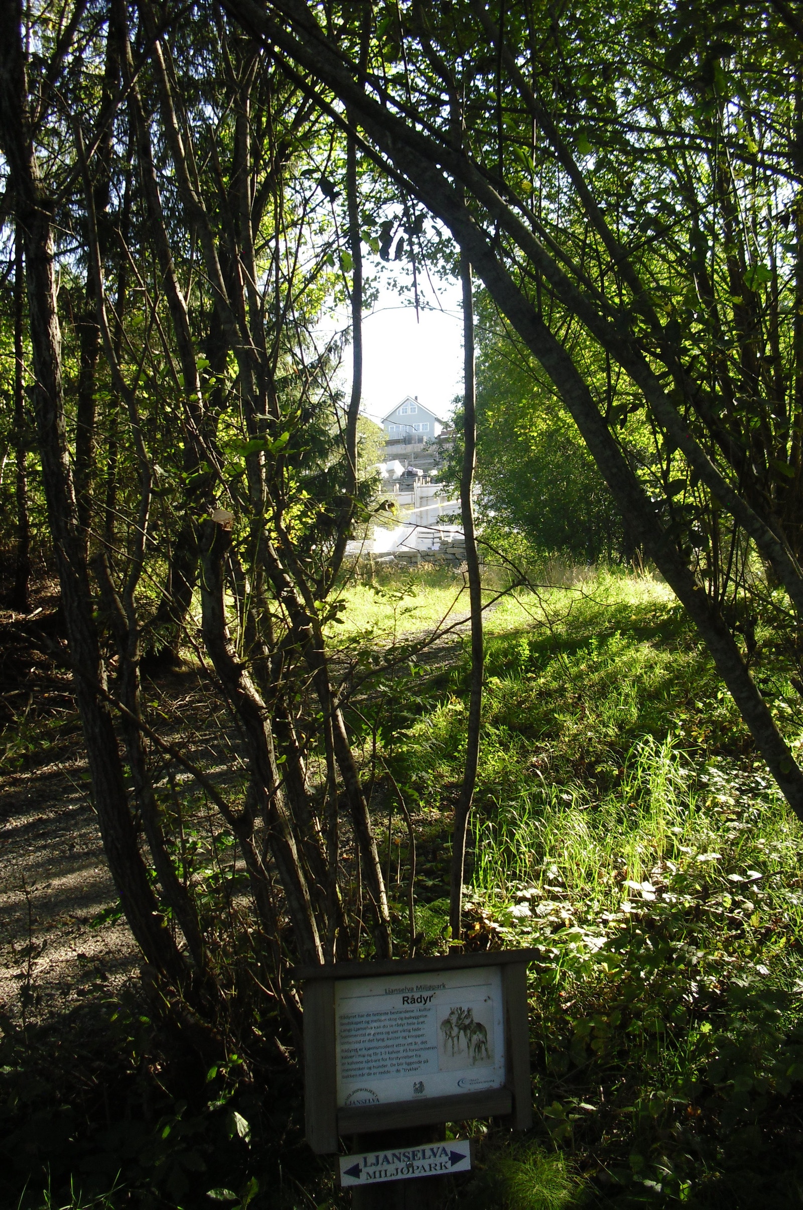Gløtt mot øst Galleribilde