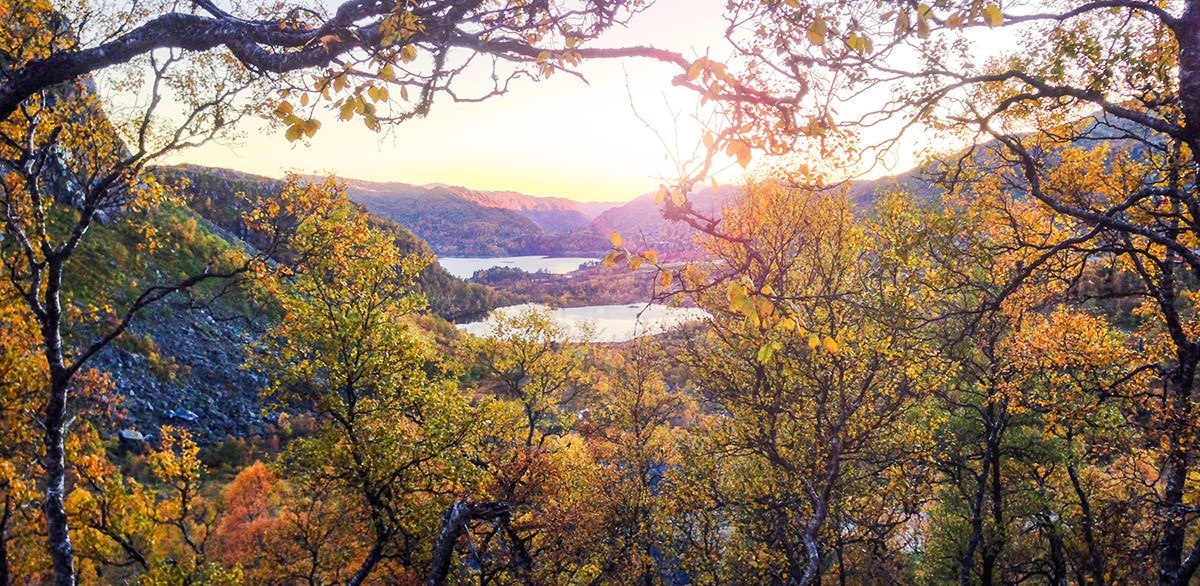 Haust i Bjørkelia Galleribilde