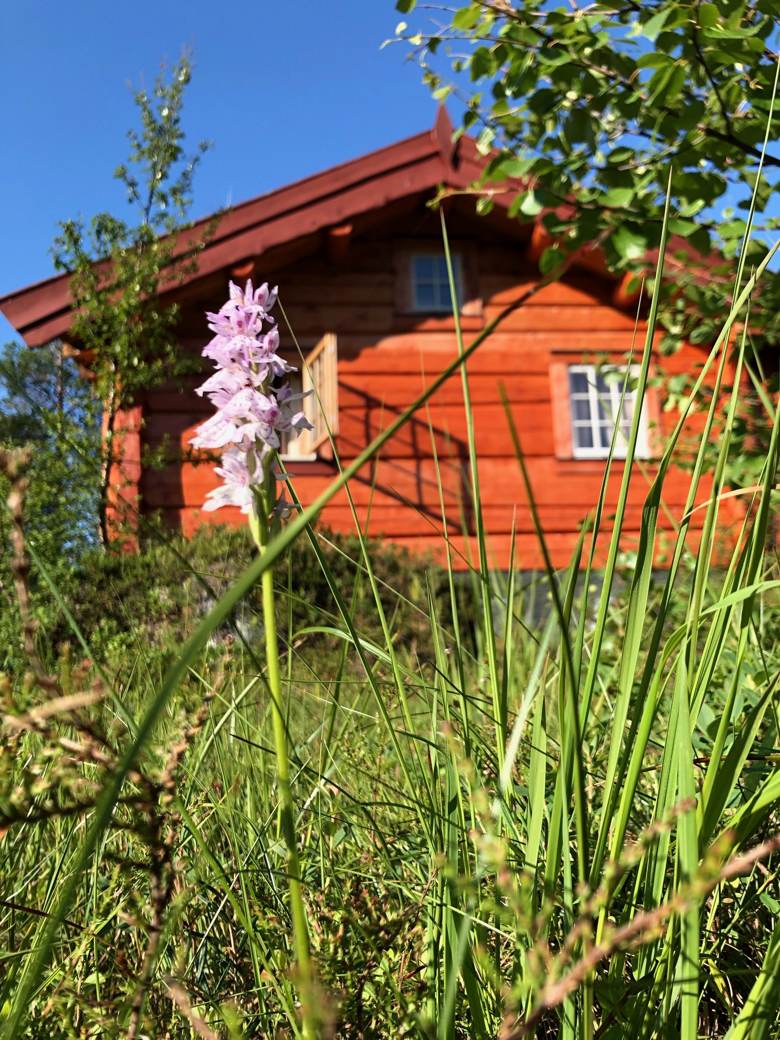 Sommerbilde! Galleribilde