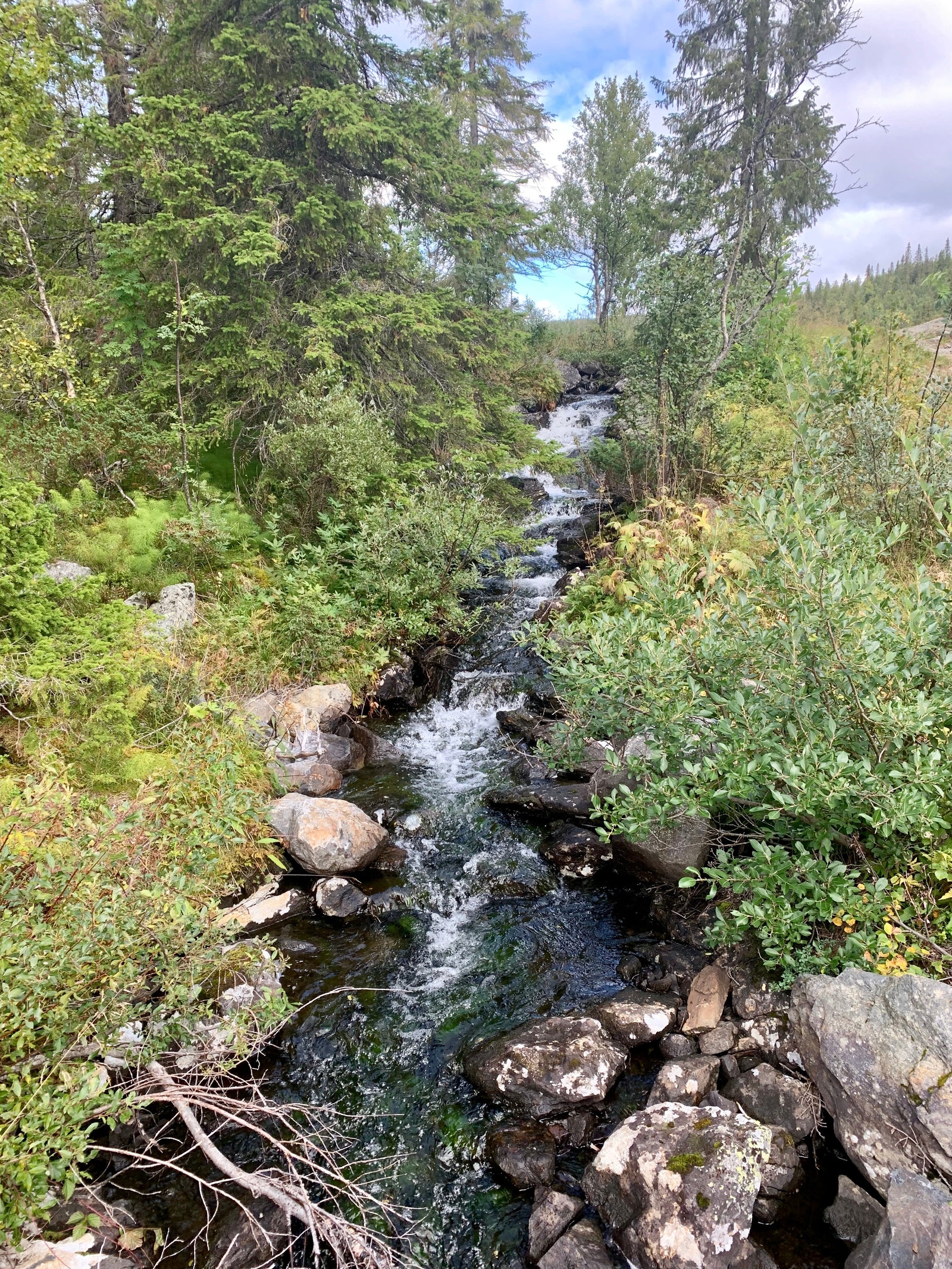 Vakker natur Galleribilde