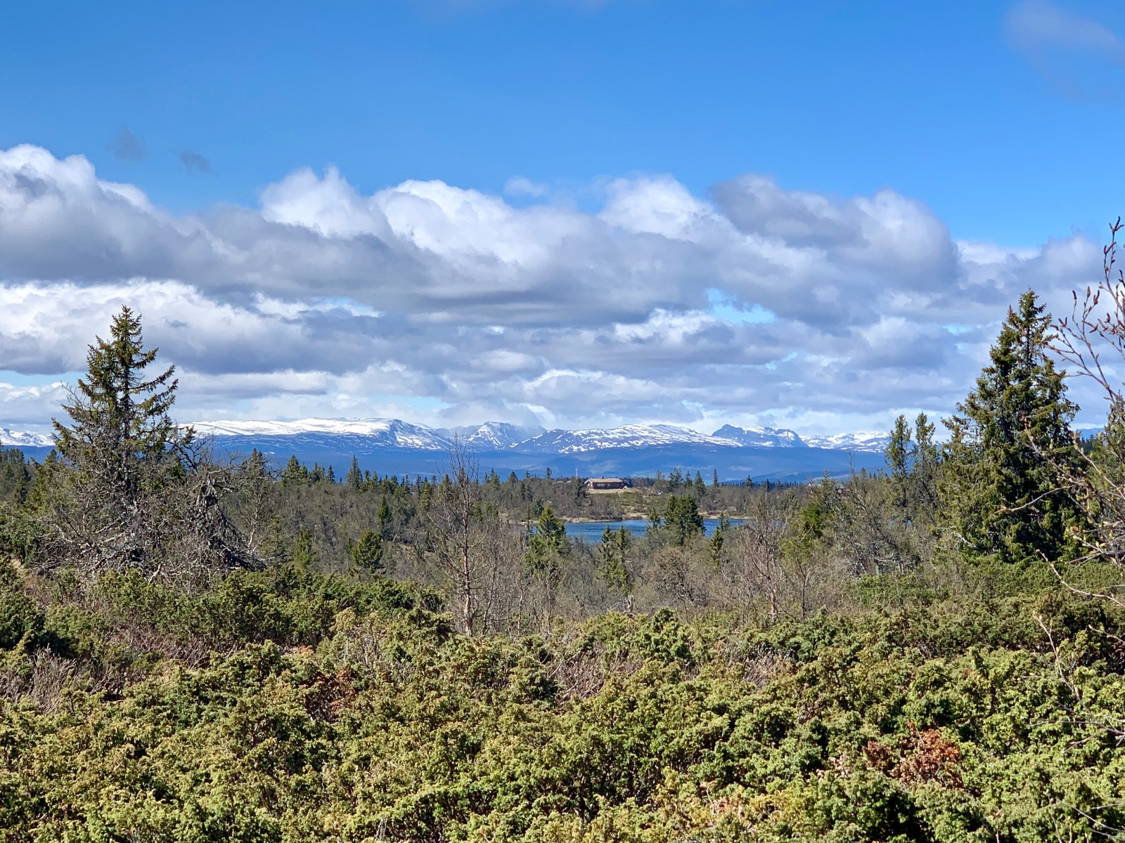 Flott vår i fjellet Galleribilde