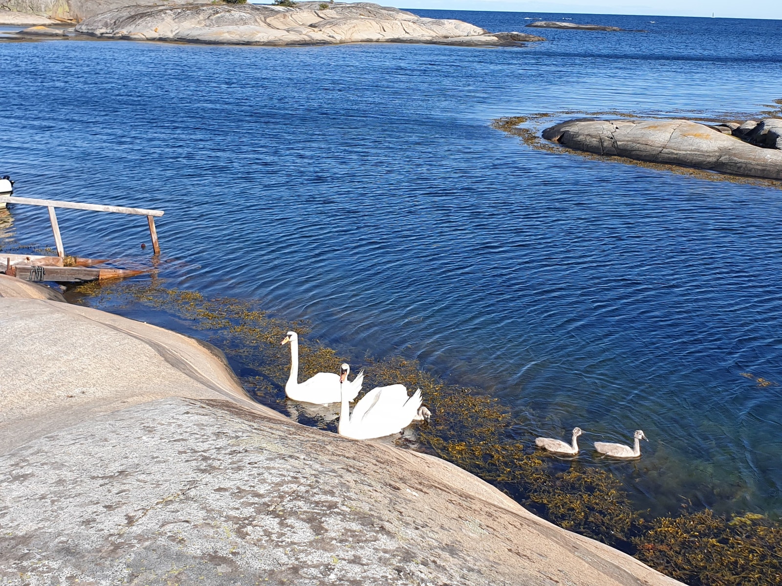 Besøk på badetrappa Galleribilde