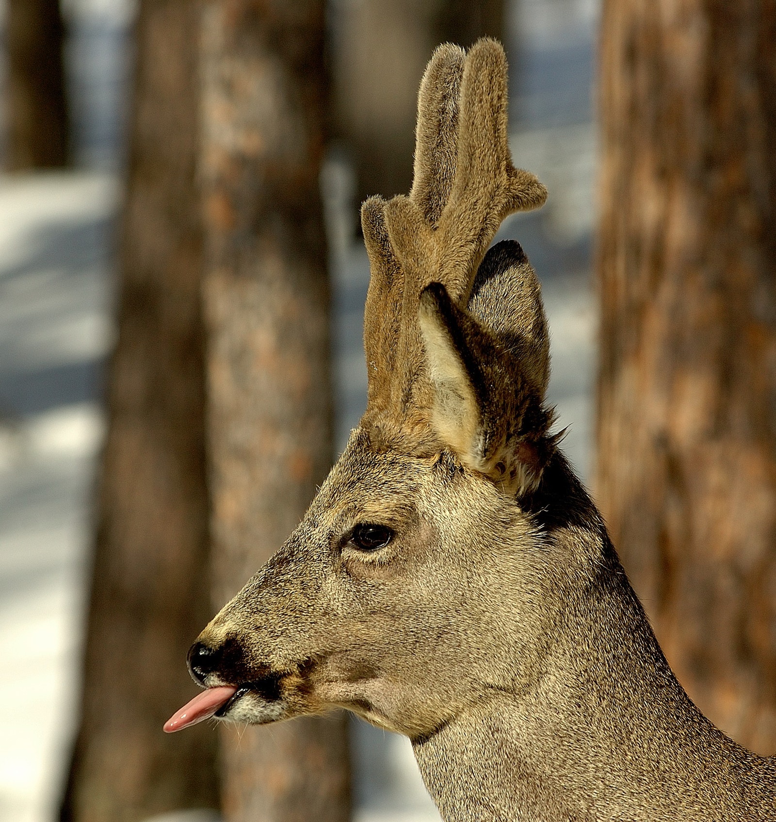 Tett på dyre- og fugleliv Galleribilde