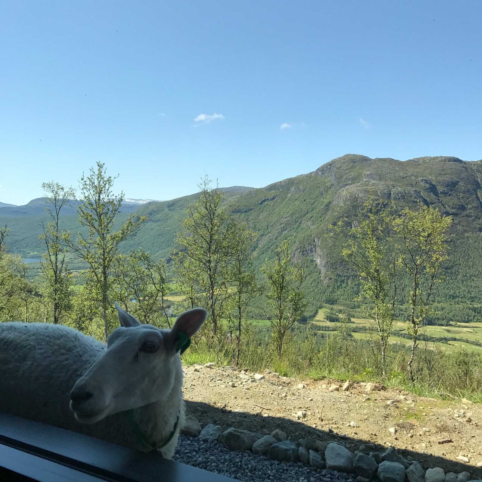 Sauer og kuer beiter i området på sommeren Galleribilde