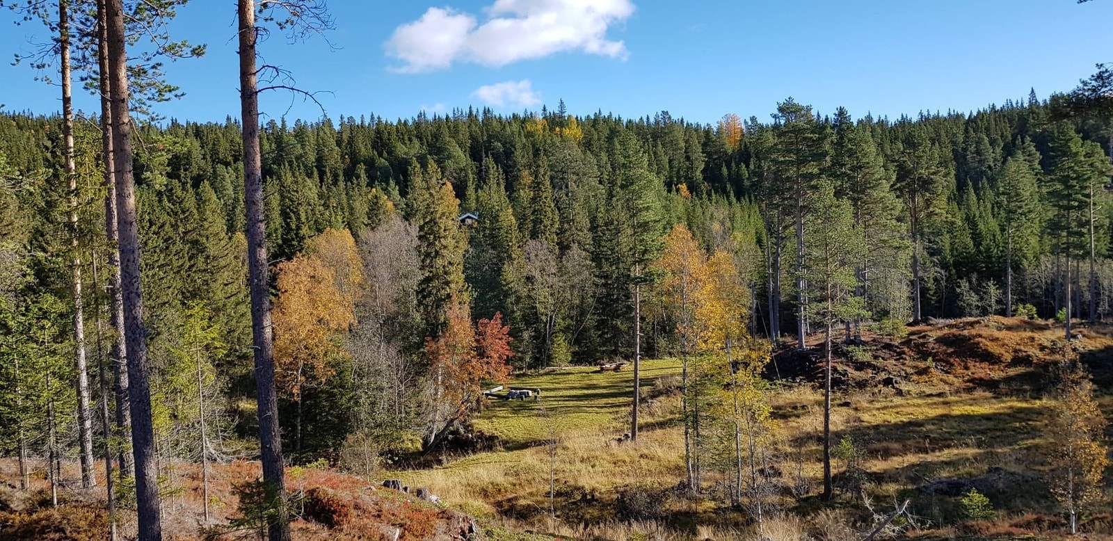 Utsikt mot bålplass og lekeplass fra hyttefeltet Galleribilde
