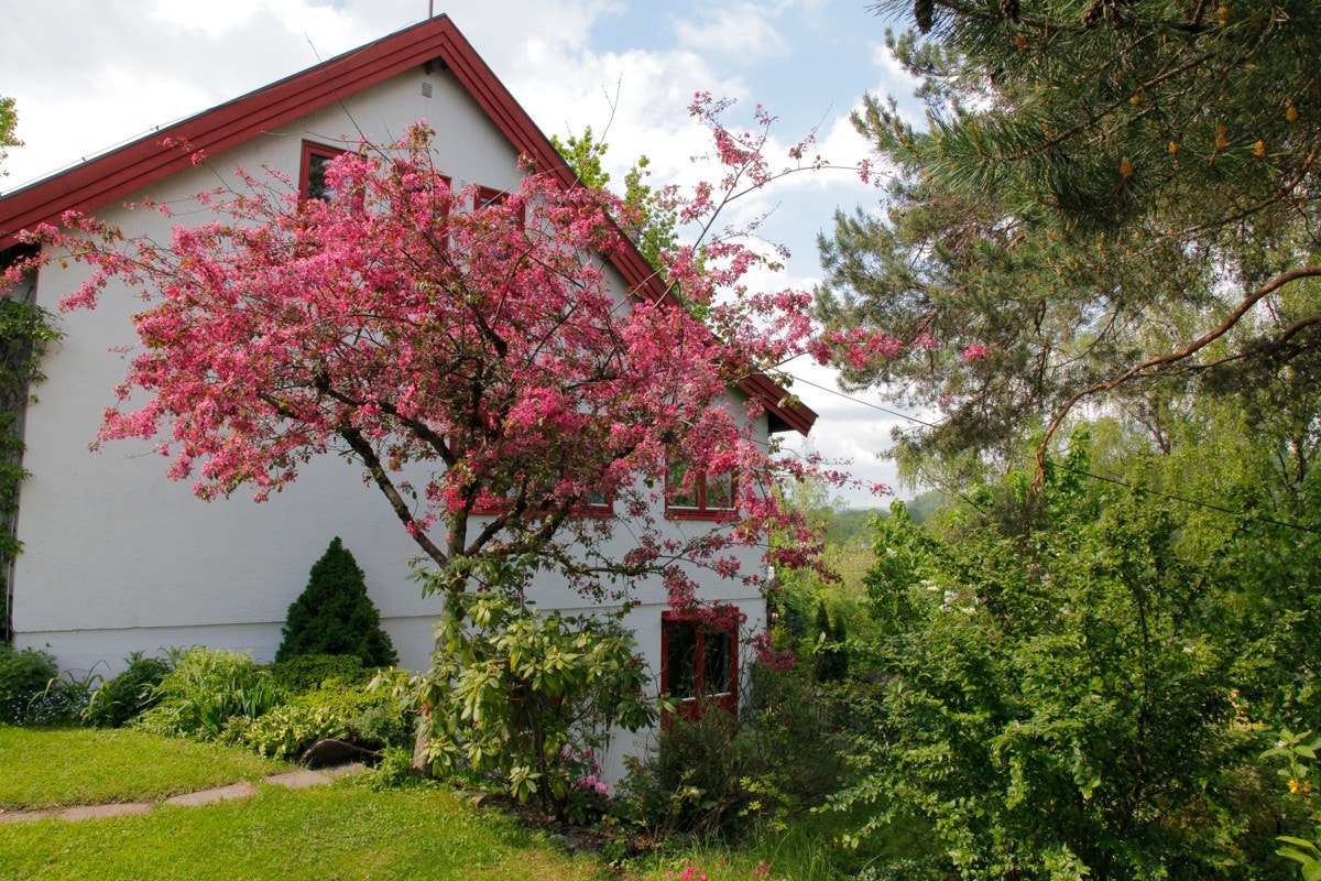 Jongsåsveien 8 b - Eiers sommerbilder Galleribilde