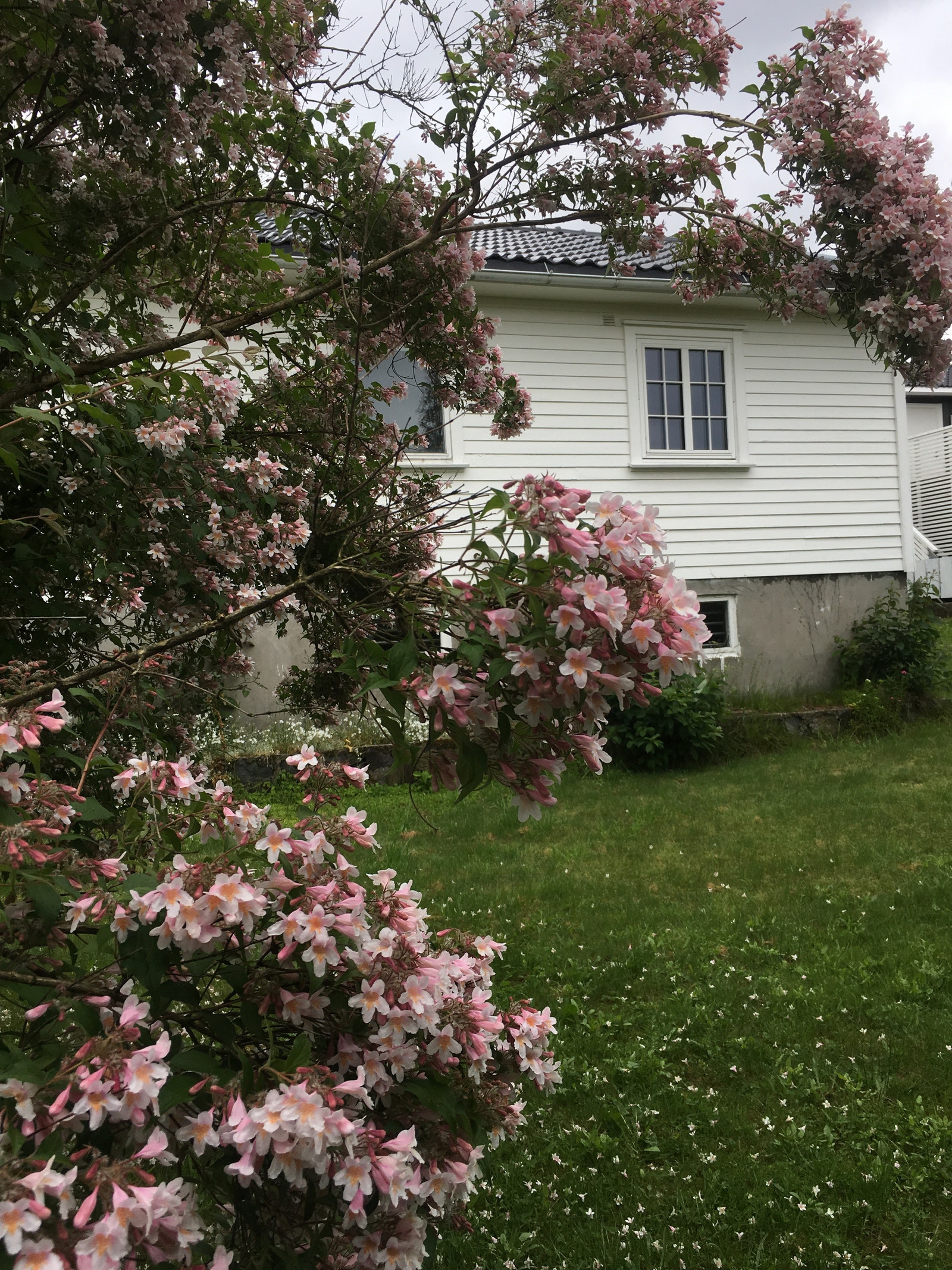 Bakhagen Galleribilde