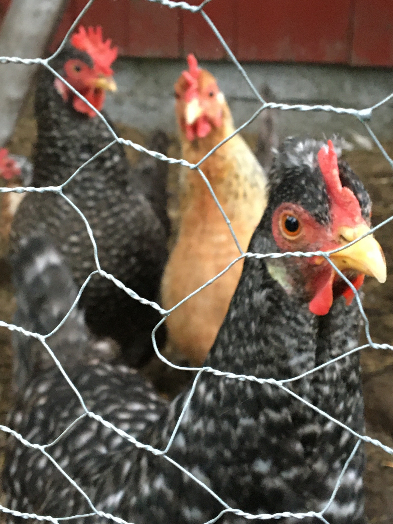 Plukk dagsferske egg hjå hønene på tunet Galleribilde