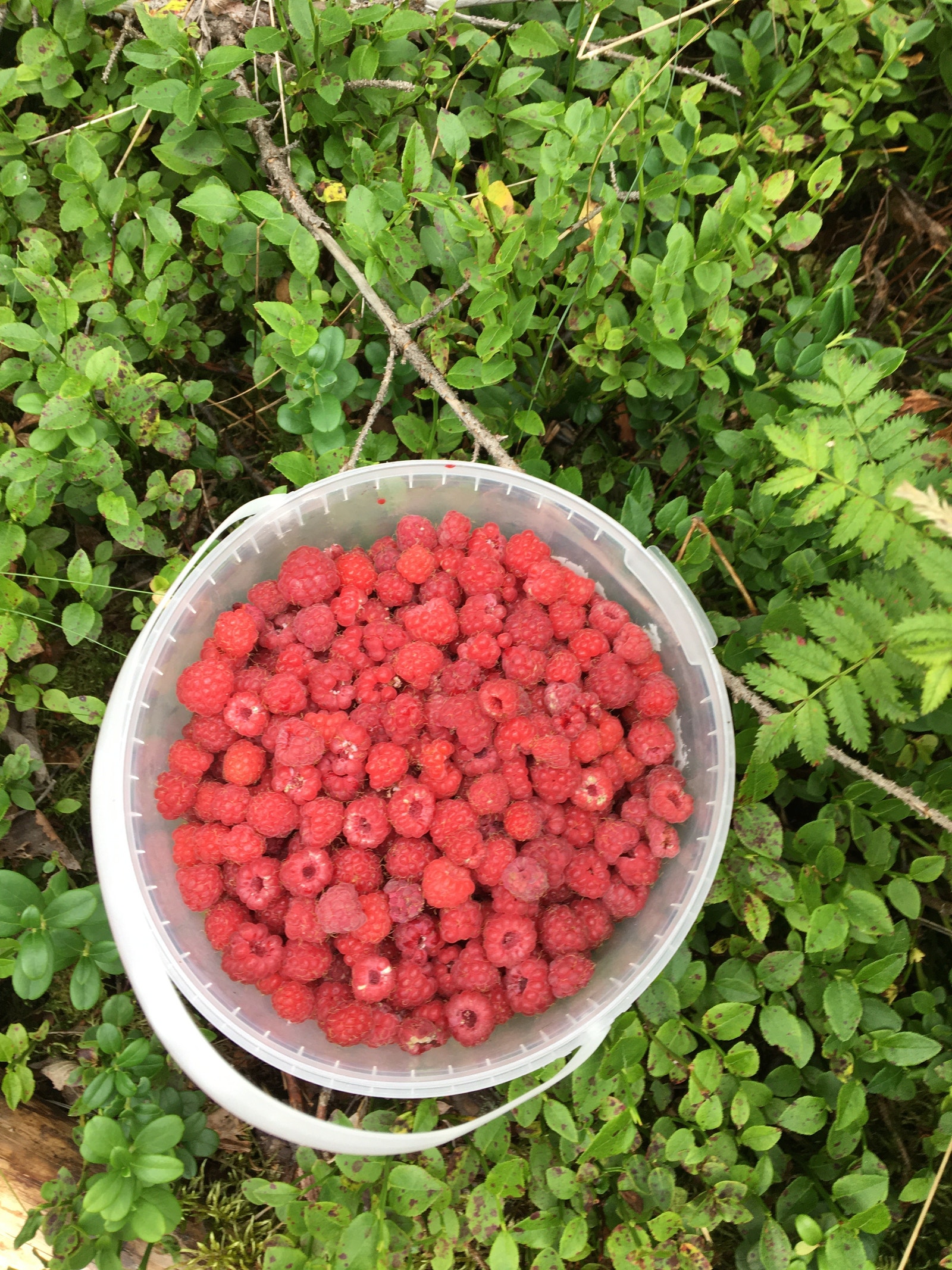 Haust av naturen Galleribilde