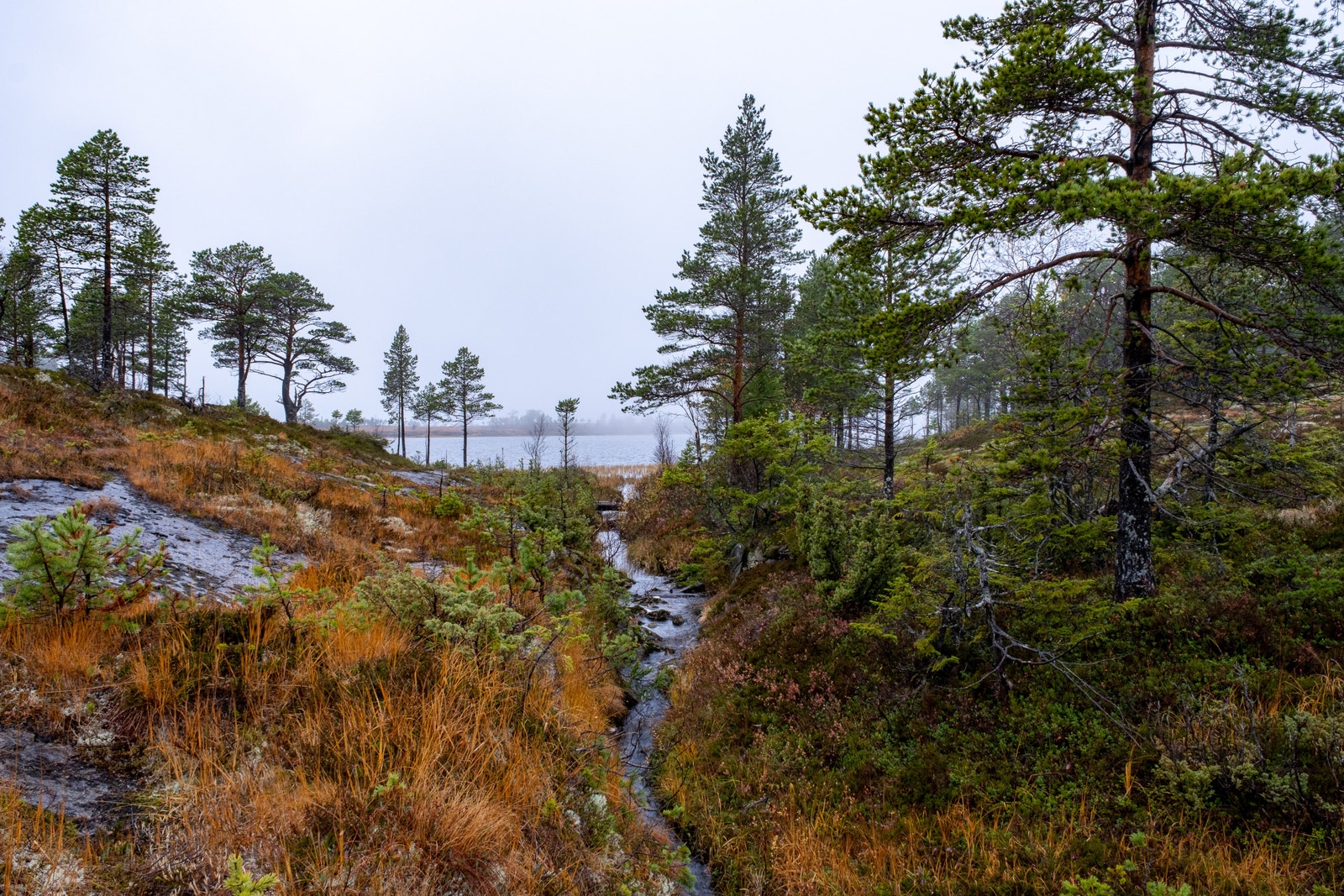 Utløpsbekken Stortjønna Galleribilde