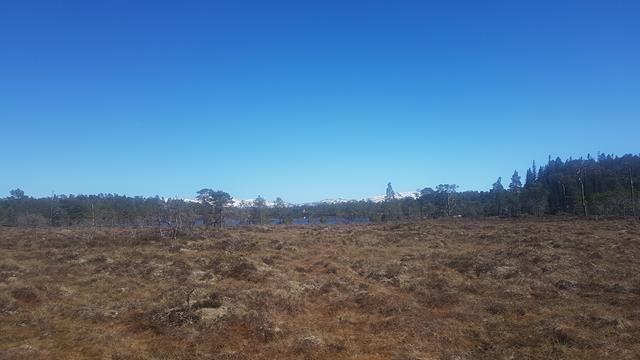 Mot øst Skarvan-Roltdalen i det fjerne. Galleribilde