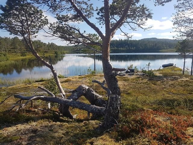 Friluftsliv Galleribilde