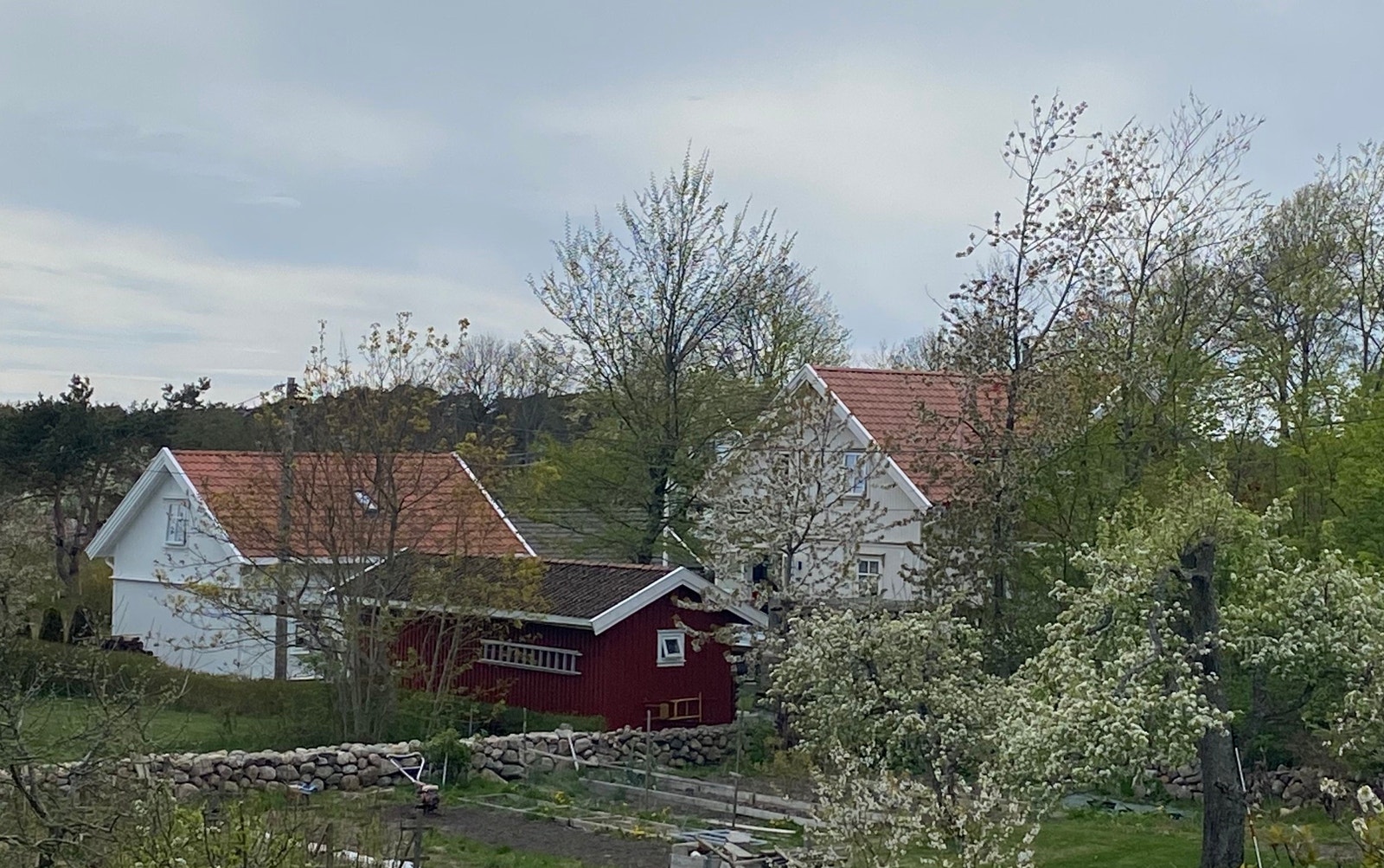 Våren er i ferd med å springe ut Galleribilde
