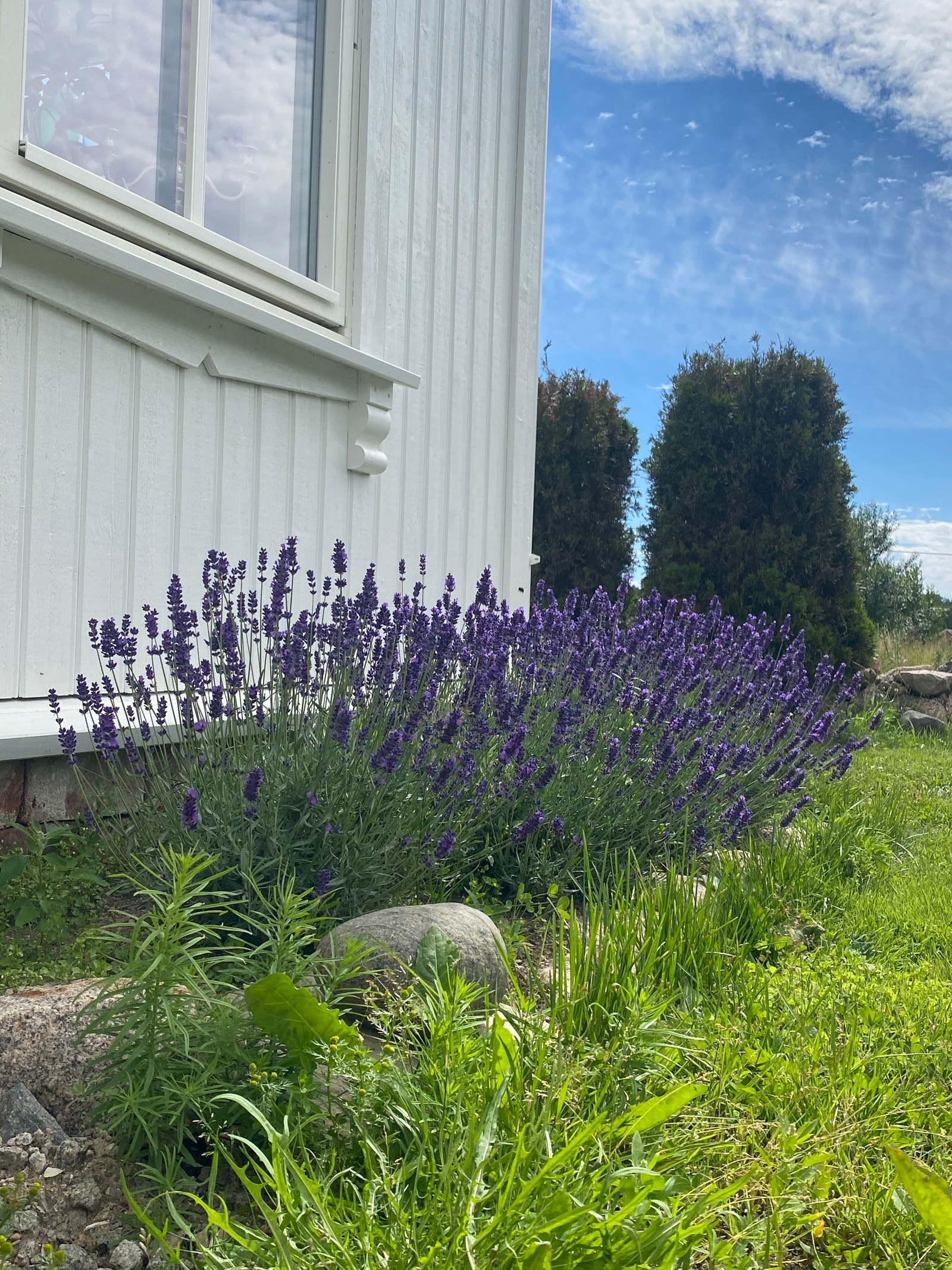 Lavendel i full blomst Galleribilde
