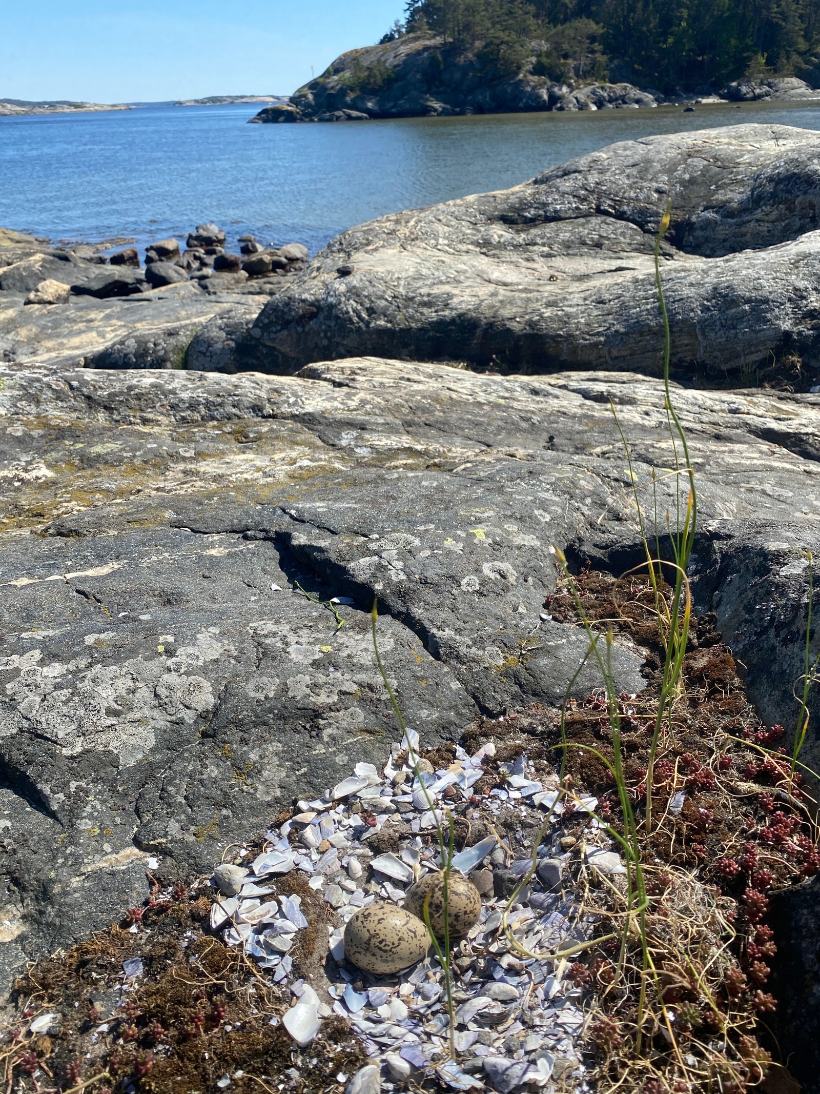 Naturen kommer ofte tett på Galleribilde