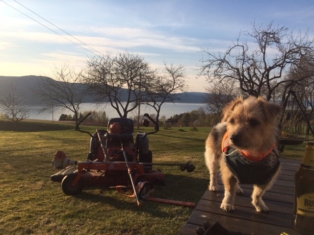 Scruffy Security og alt hage arbeide er inkludert i Husleie - men ingen hindring hvis du vil ønsker og hjelper litt til. Galleribilde